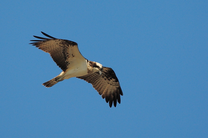 Falco pescatore